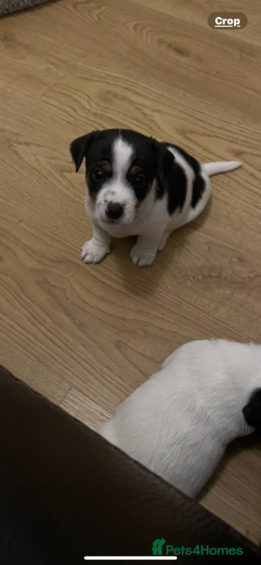 Jack Russell dogs for sale: Short leg pure bred jacks Russel original type .  - Image 3