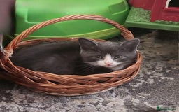 Mixed Breed cats for sale: Gorgeous Kittens  - Image 2