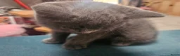 British Shorthair cats for sale: BSH kittens  - Advert 12