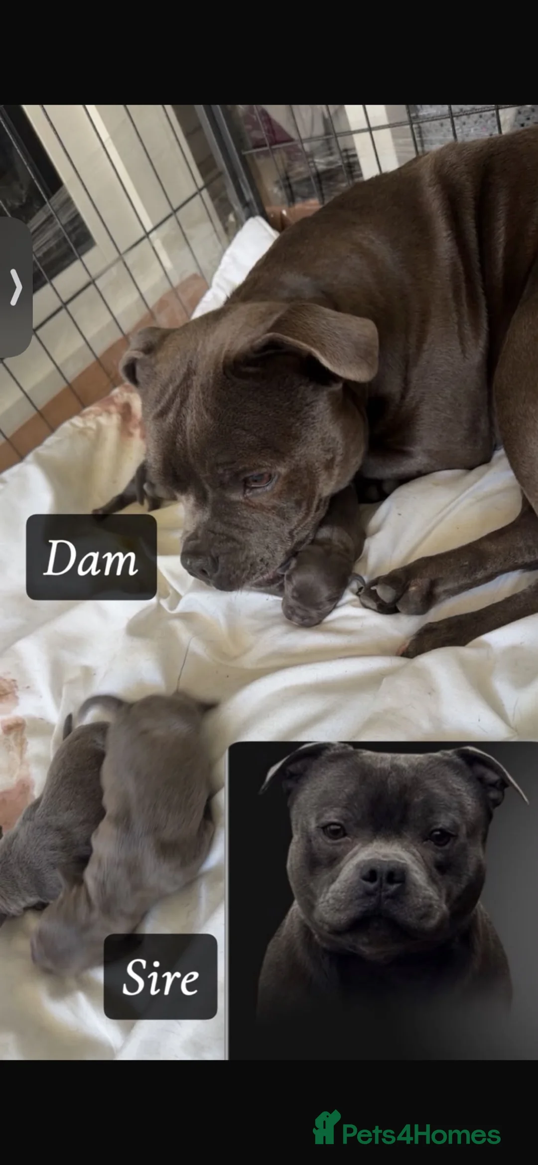 Staffordshire Bull Terrier dogs for sale: Blue Staff puppies  - Advert 1