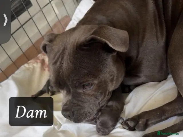 Staffordshire Bull Terrier dogs Blue Staff puppies ONE BOY LEFT - Advert 6