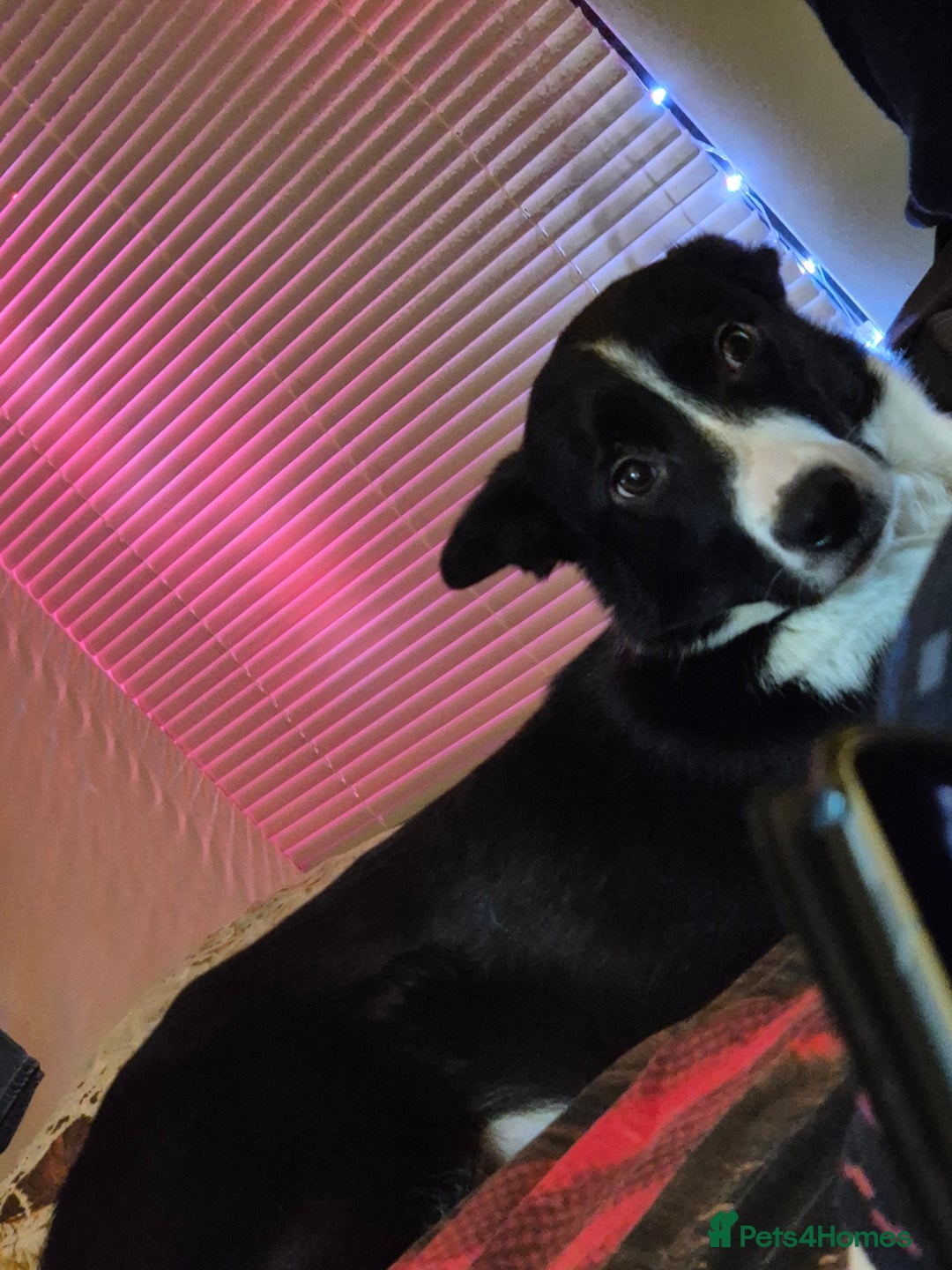 Border Collie dogs for sale: One blue merle boy left! - Advert 6