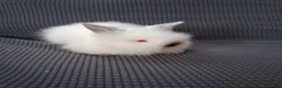 Lionhead rabbits for sale: Lionhead Baby bunnies  - Advert 4