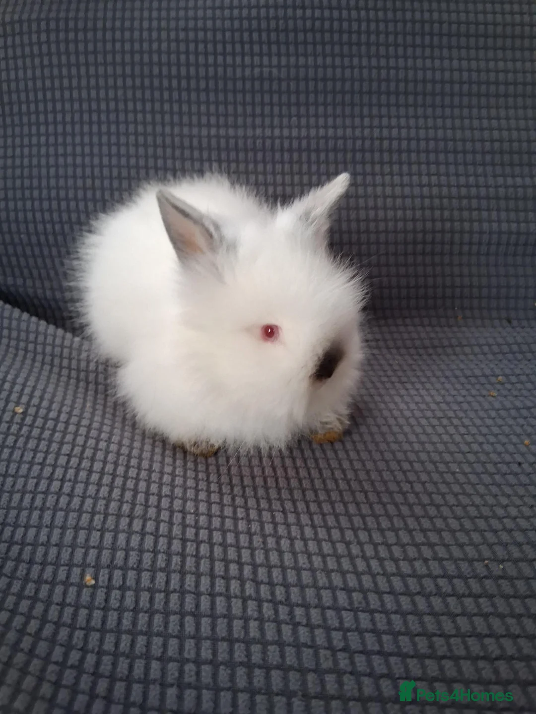 Lionhead rabbits for sale: Lionhead Baby bunnies  - Advert 4