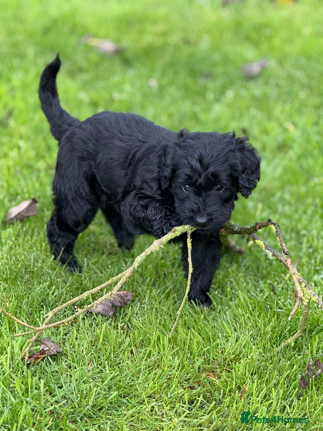 Mixed Breed dogs for sale: 🐾F3 Irish X Australian Labradoodle Puppies  - Advert 20