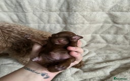 Cavapoo dogs for sale: 💫1 GIRL LEFT TOY CAVAPOO PUPPYS HEALTH TESTED 💫  - Advert 15