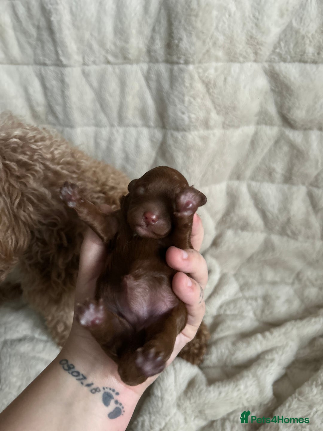 Cavapoo dogs for sale: 💫1 GIRL LEFT TOY CAVAPOO PUPPYS HEALTH TESTED 💫  - Advert 15