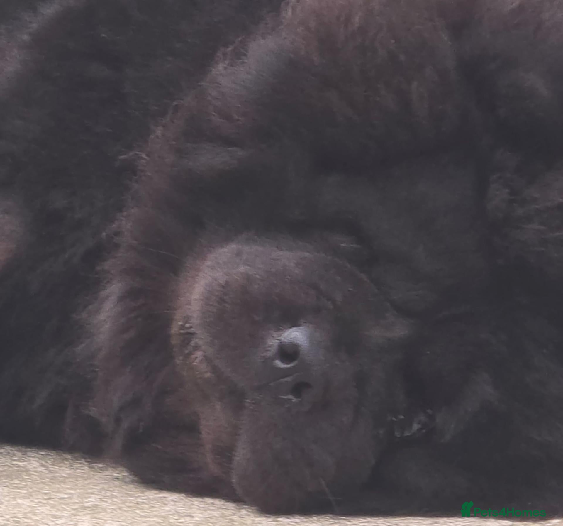 Chow Chow dogs Yiing - Advert 1