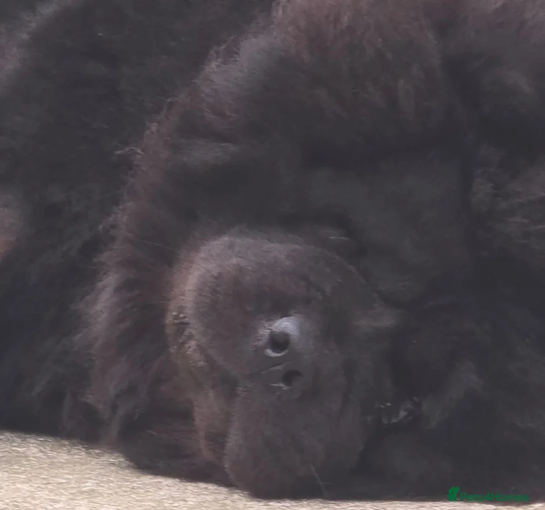 Chow Chow dogs for stud: Yiing - Advert 1