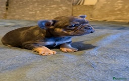 French Bulldog dogs for sale: Beautiful French bulldog  - Advert 6