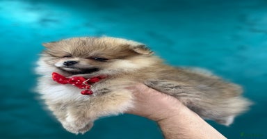 Pomeranian dogs KC registered Pomeranian puppies - Advert 13