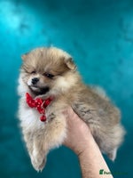 Pomeranian dogs KC registered Pomeranian puppies - Advert 13