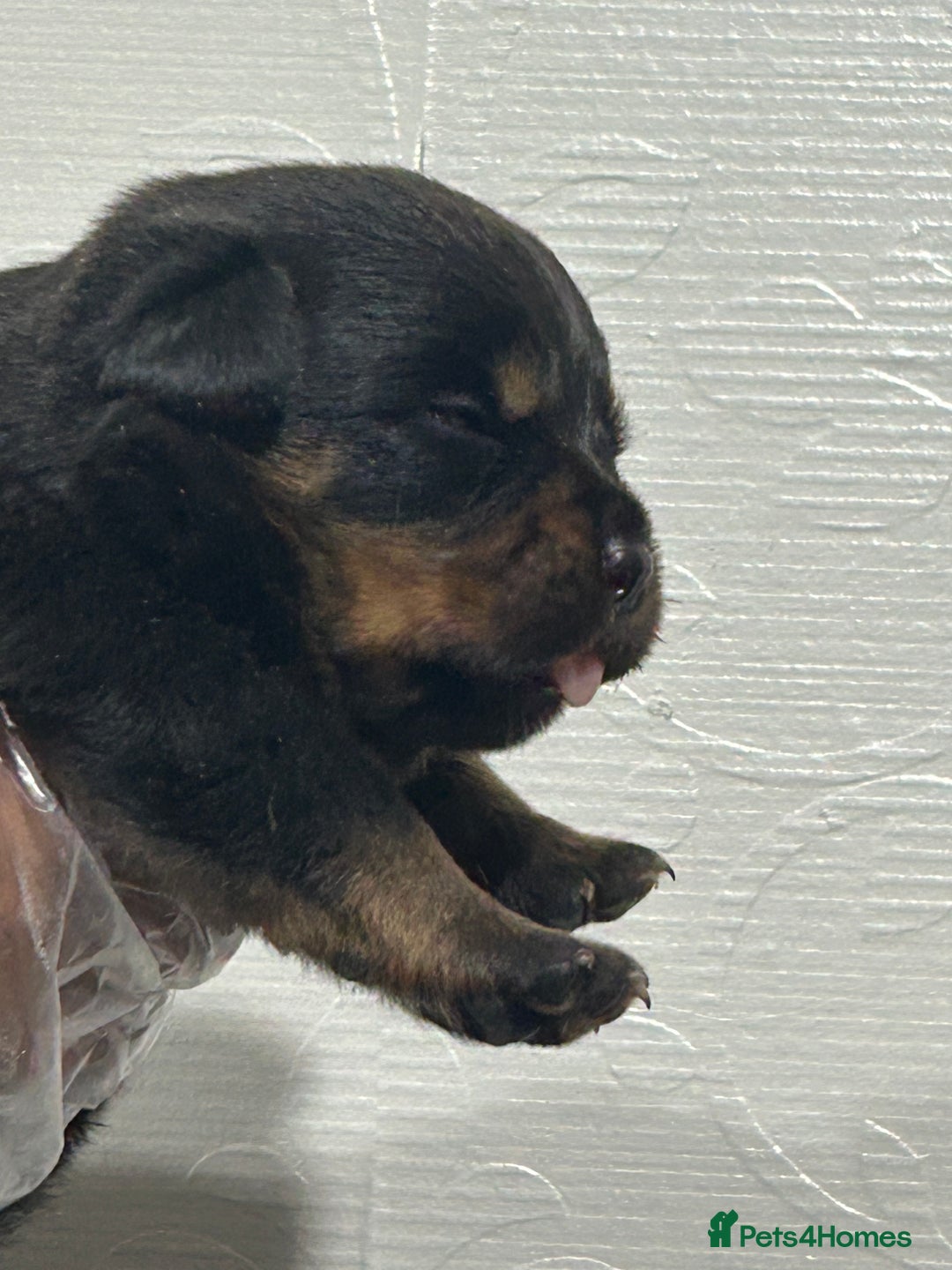 Rottweiler dogs for sale: Top Quality KC Reg Rottweiler Puppies for sale - Advert 5