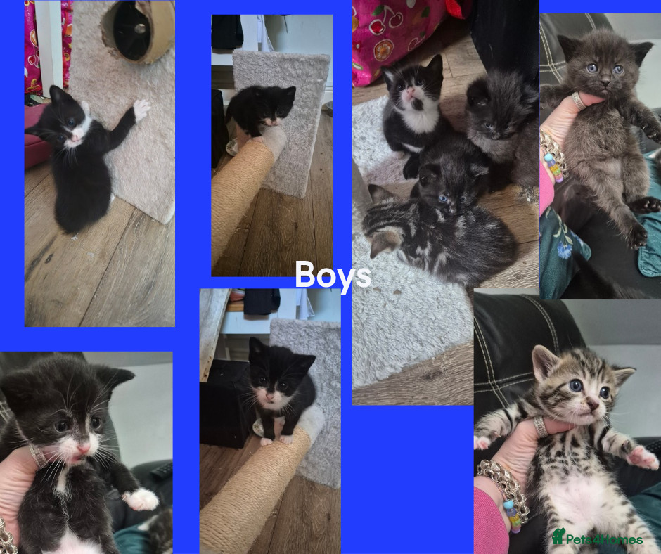 Mixed Breed cats Bengal cross kittens  - Advert 7