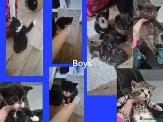 Mixed Breed cats Bengal cross kittens - Advert 7