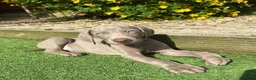 Weimaraner dogs for sale: Stunning pedigree pups-London, due on 24 July - Advert 7