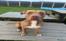 American Bull Staffy dogs for sale: Loving female for adoption  - Advert 14