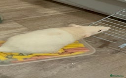 Rat rodents for sale: Male rat looking for new home with companion  - Image 7