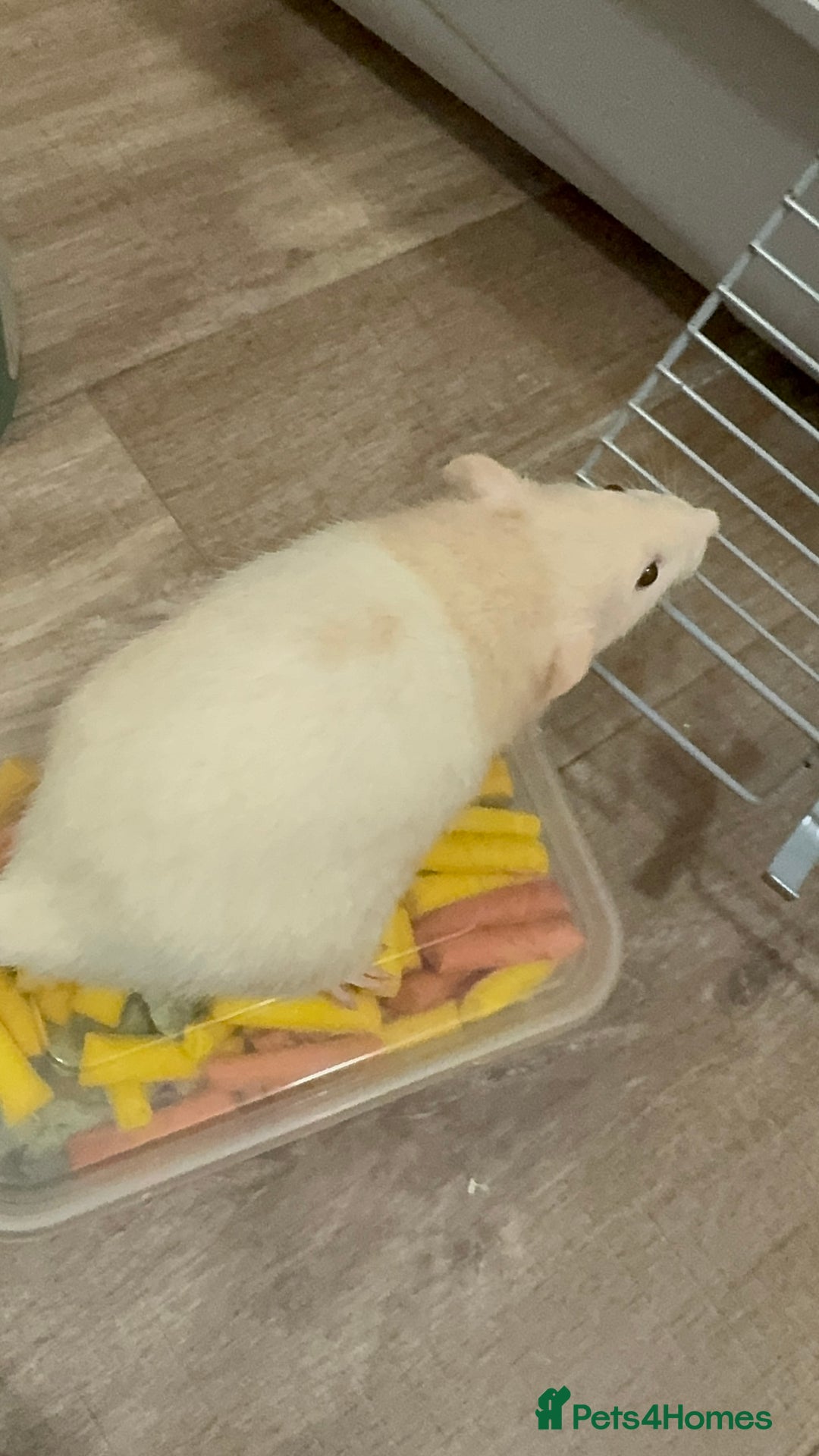Rat rodents for sale: Male rat looking for new home with companion  - Image 7