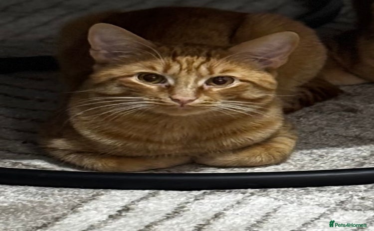 Mixed Breed cats - Advert 14