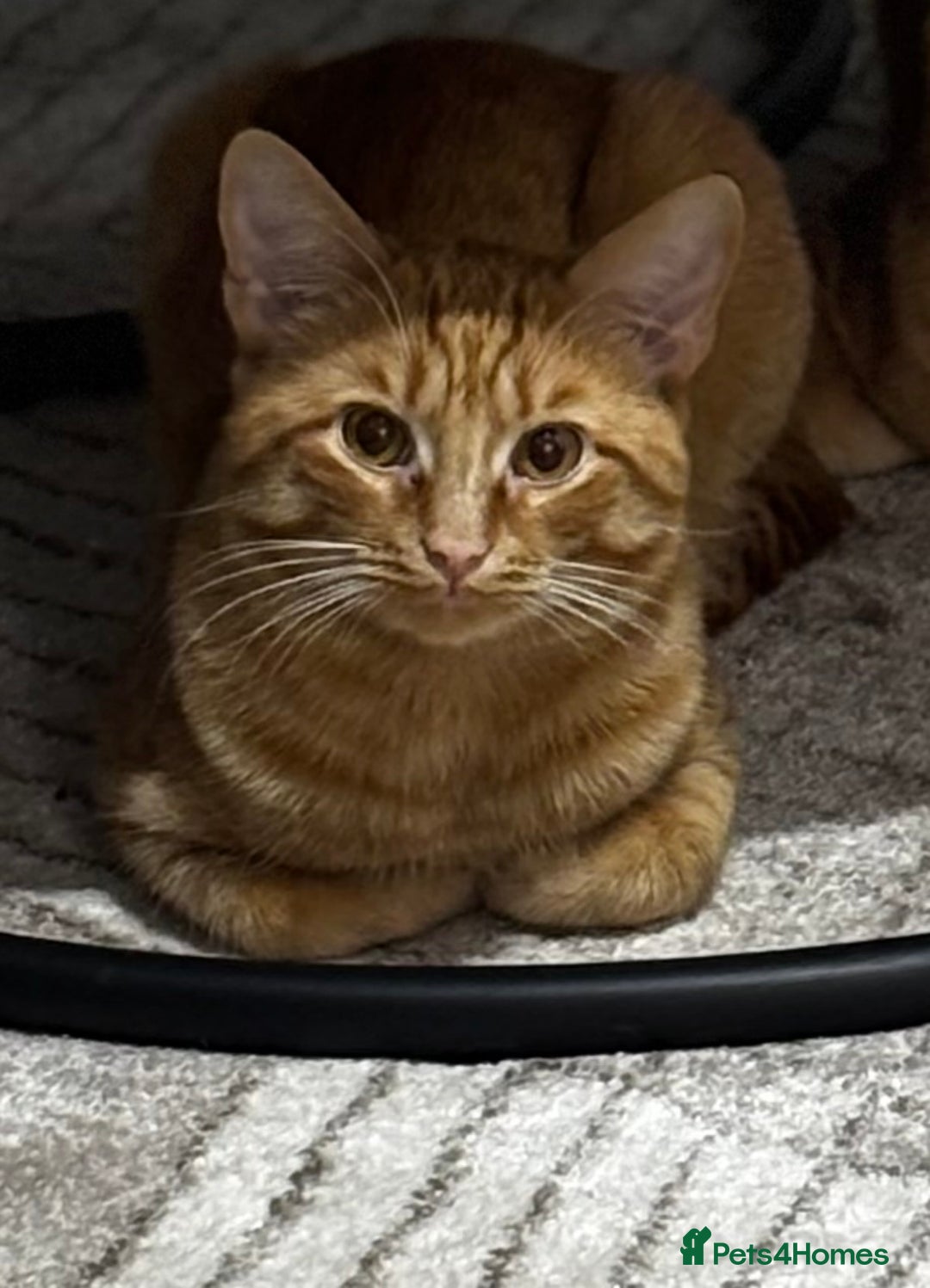 Mixed Breed cats for sale: Ginger cat- male  - Image 1