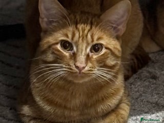 Mixed Breed cats for sale - Advert 1