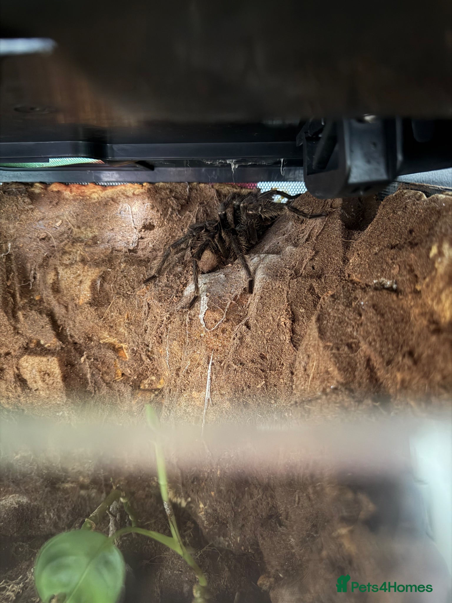 Tarantulas invertebrates for sale: Brazilian Salmon Pink Bird eater - Advert 1