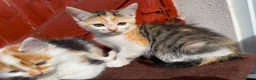 Mixed Breed cats for sale: Mixed ragdolls - Advert 12
