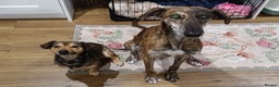 Greyhound dogs for sale: Beautiful Greyhound ready for new chapter - Advert 10