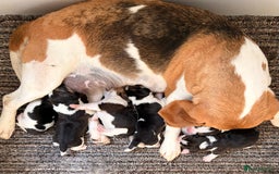 Beagle dogs for sale: ** STUNNING KC 5 GEN TRI COLOUR BEAGLEPUPS ** - Image 15