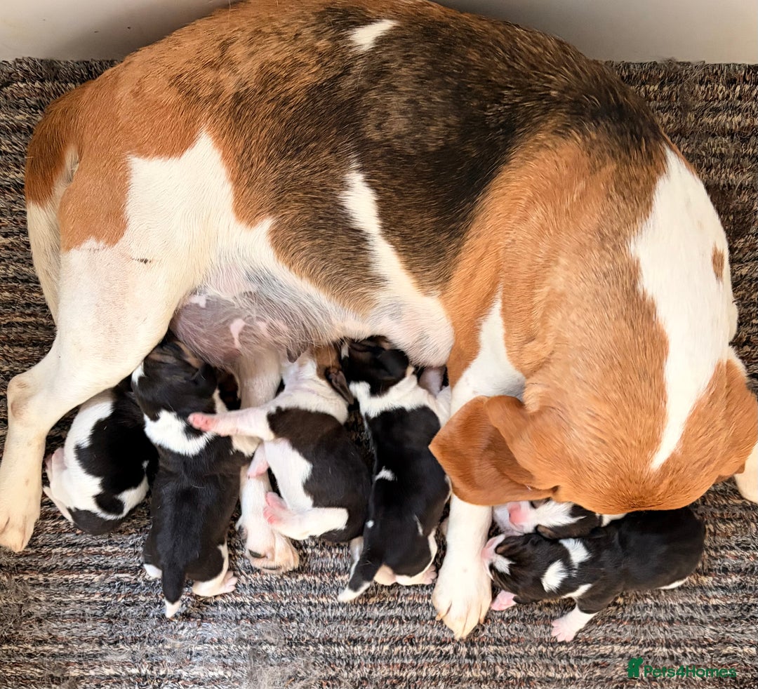 Beagle dogs for sale: ** STUNNING KC 5 GEN TRI COLOUR BEAGLEPUPS ** - Image 15