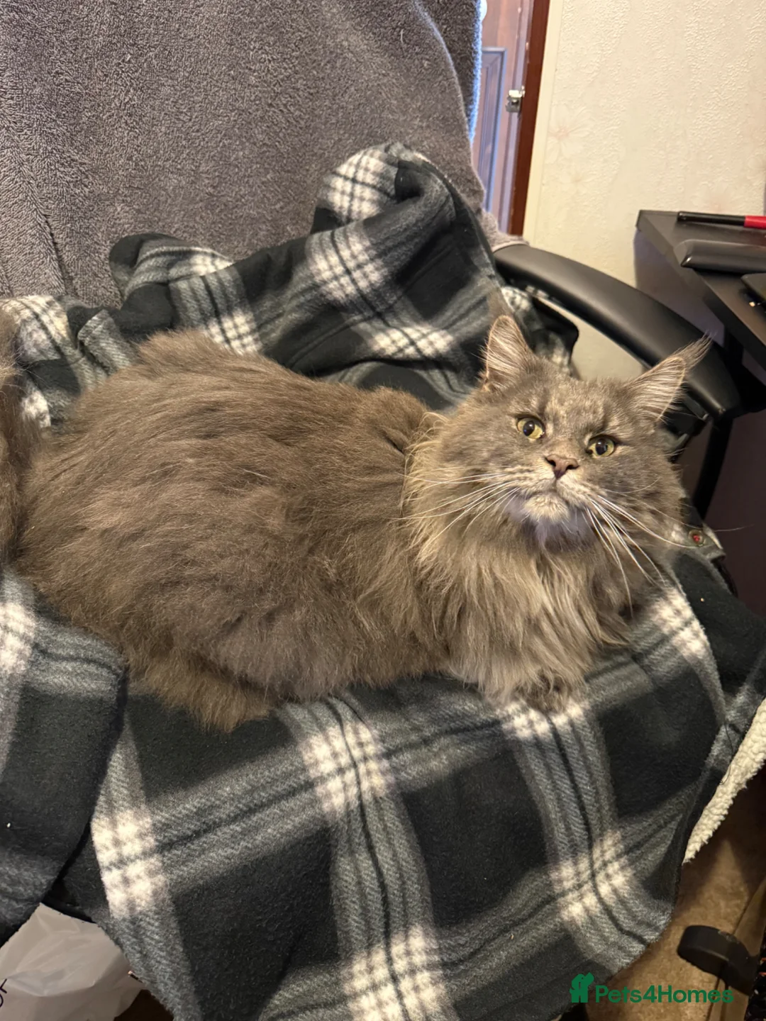 Maine Coon cats for sale: 9 year old Maine Coon cross for rehoming in Spalding - Advert 1