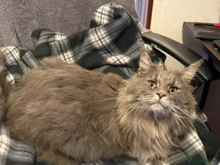 Maine Coon cats 9 year old Maine Coon cross for rehoming - Advert 2