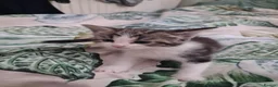 Mixed Breed cats for sale: Kittens  - Advert 12