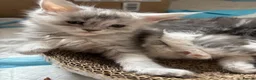 Maine Coon cats for sale: Fluffy, friendly pedigree maine coon kittens  - Advert 10