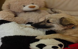 Mixed Breed dogs for adoption: ❤️🐶 Nusha – 7(8) month-old lower-medium girl❤️🐶 - Advert 5