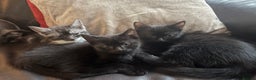 Mixed Breed cats for sale: Three beautiful female kittens for rehoming - Advert 1
