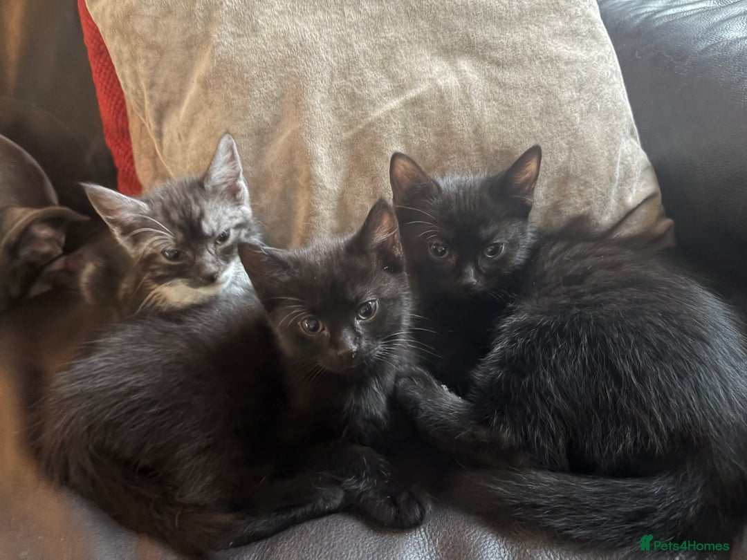 Mixed Breed cats for sale: Three beautiful female kittens for rehoming - Advert 1