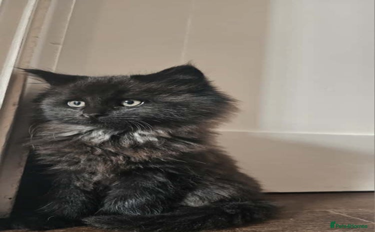 Maine Coon cats - Advert 3