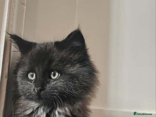 Maine Coon cats - Advert 3