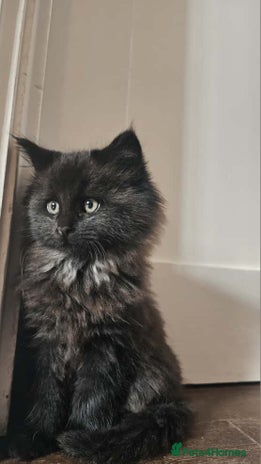 Maine Coon cats - Advert 3