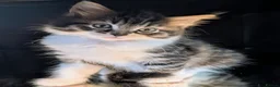 Maine Coon cats for sale: 🩵🩷Maine coon cross kitty's ready now 🩷🩵 - Advert 3