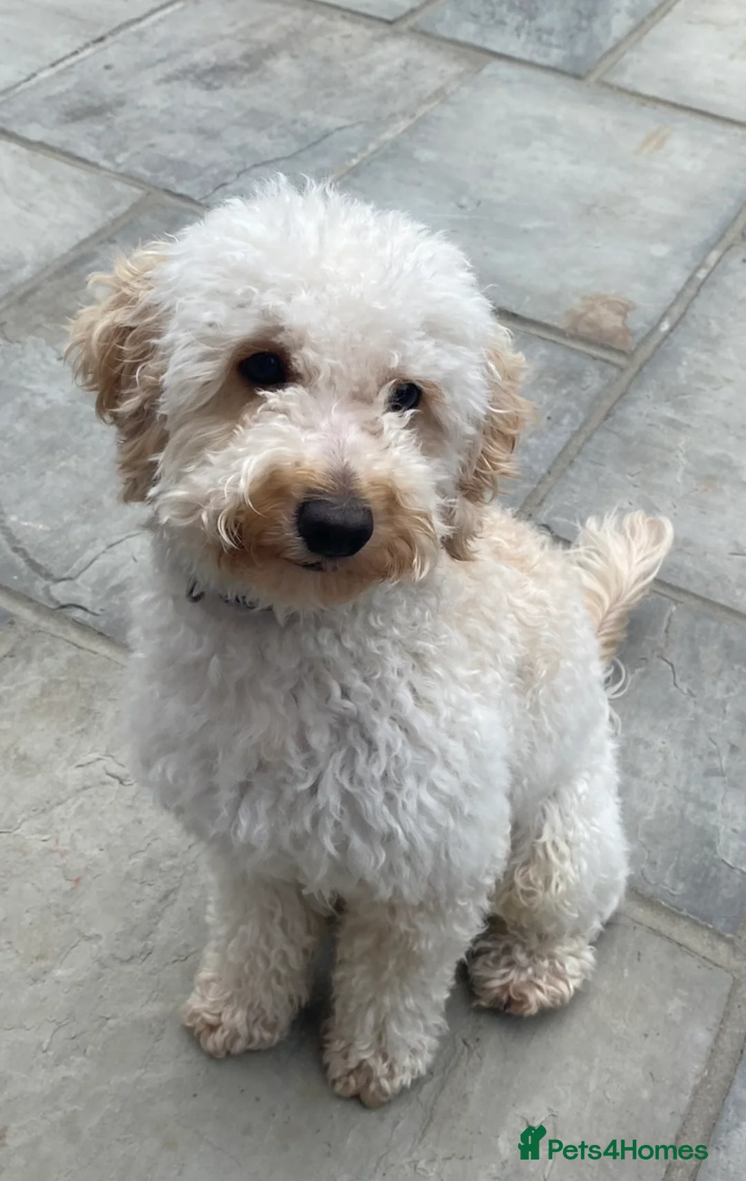 Cockapoo dogs for sale: Teddy 4 and half year old cockapoo - Advert 4