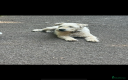 Jackapoo dogs for sale: 5 beautiful jackapoos - Image 19