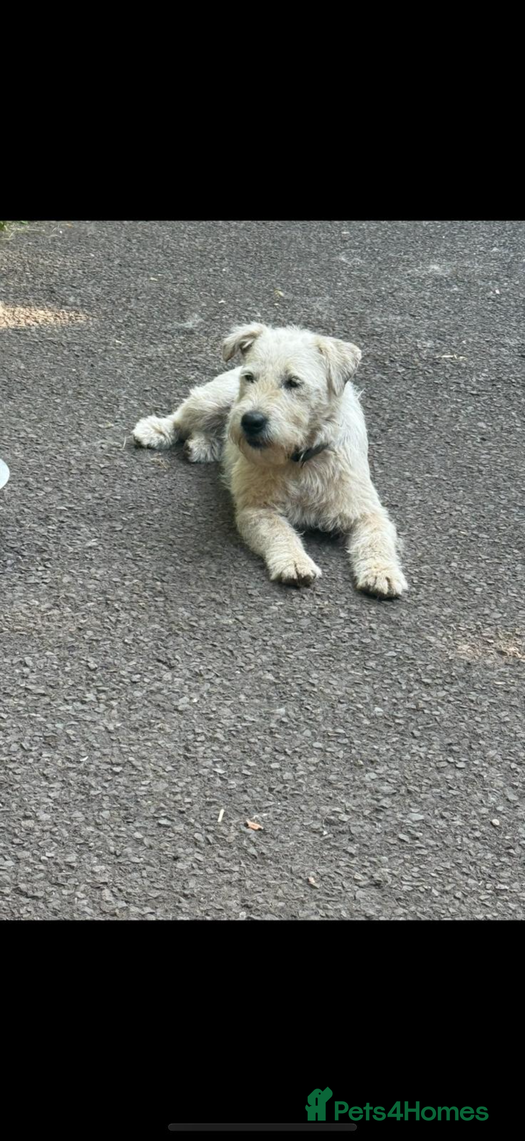 Jackapoo dogs for sale: 5 beautiful jackapoos - Image 19