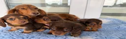Miniature Dachshund dogs for sale: Kc Kaninchen dachshund weeny weeny  - Advert 23