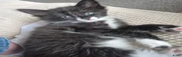 Mixed Breed cats for sale: 3 black and white tuxedo kittens, 2 male 1 female - Advert 26