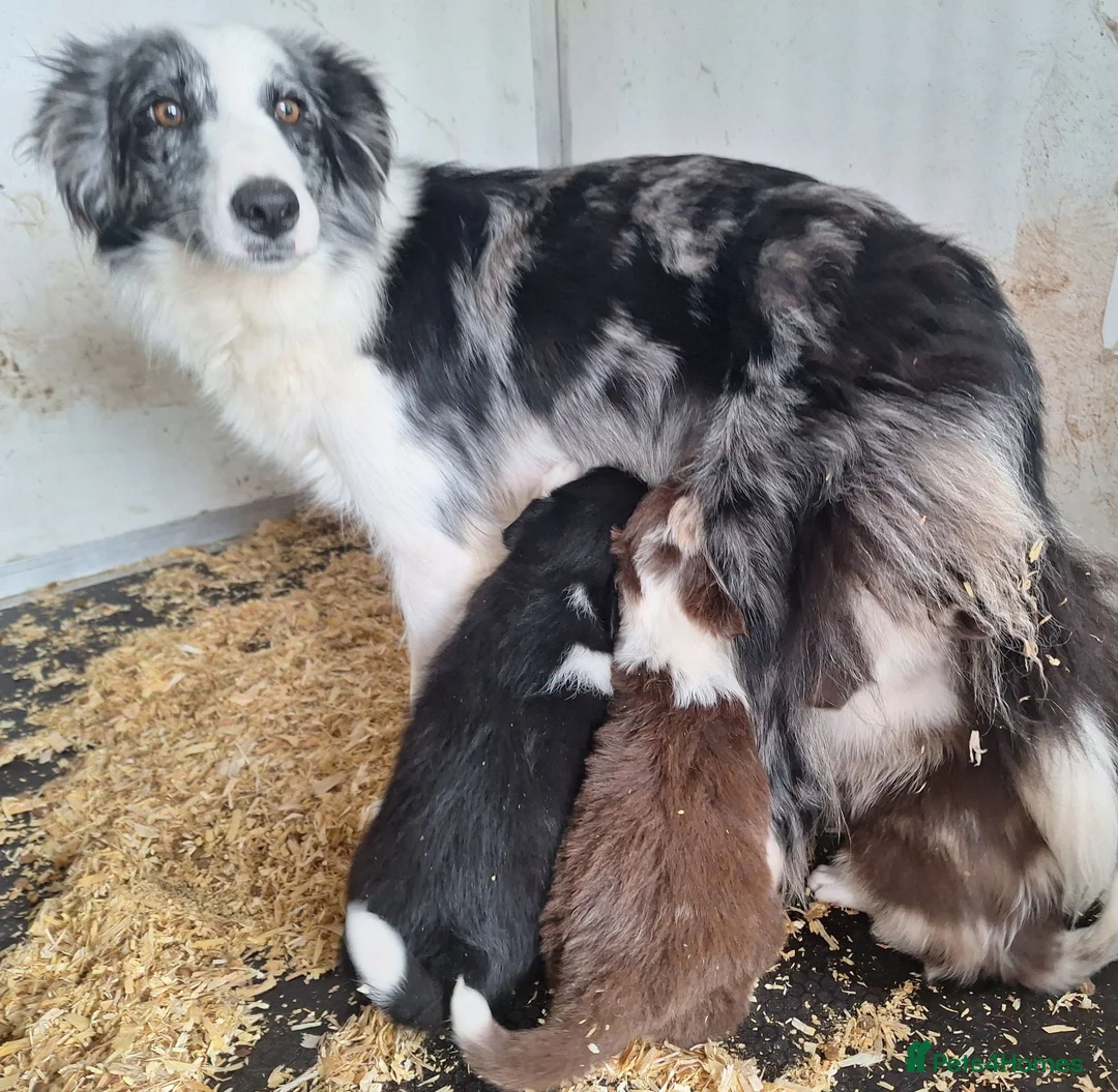 Border Collie dogs for sale: Beautiful fluffy Collie Pups for Sale - Advert 38