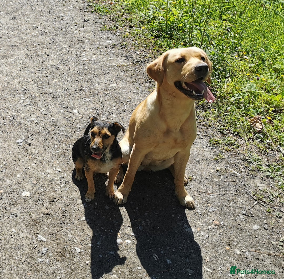 Labrador Retriever dogs for sale: KC Labrador Puppies – Ready 23rd August 🐾 - Image 22