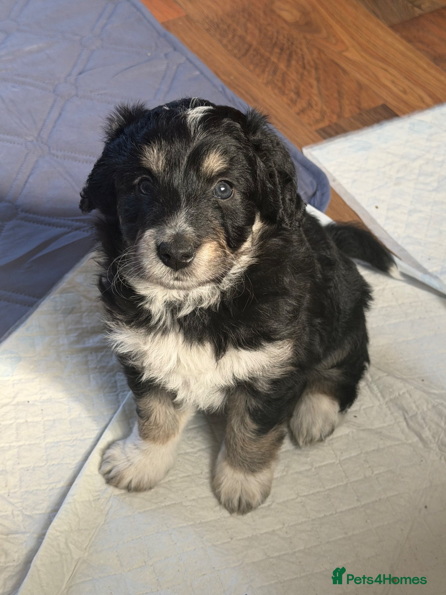 Bordoodle dogs Gorgeous F1 mini colliepoo/borderdoodle puppy’s  - Advert 7